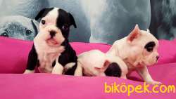 MUKEMMEL KALITEDE FRENCH BULLDOG YAVRULARI 4