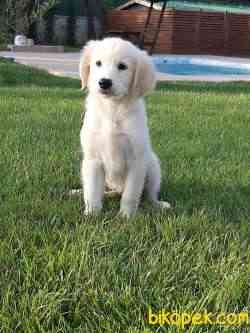 MUKEMMEL KALİTEDE GOLDEN RETRIEVER YAVRULARI 1