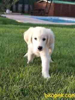 MUKEMMEL KALİTEDE GOLDEN RETRIEVER YAVRULARI 4
