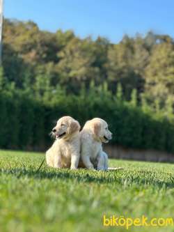 Mükemmel Kalıtede Golden Yavruları 5