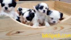 MÜKEMMEL KALİTEDE HAVANESE YAVRULAR 5