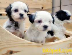 MÜKEMMEL KALİTEDE HAVANESE YAVRULAR 1
