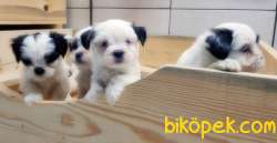 MÜKEMMEL KALİTEDE HAVANESE YAVRULAR 3