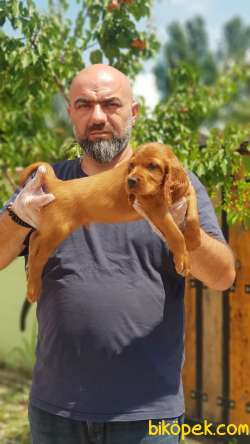 MÜKEMMEL KALİTEDE İRLANDA SETTER YAVRULAR 1