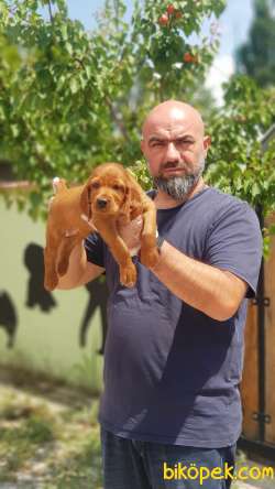 MÜKEMMEL KALİTEDE İRLANDA SETTER YAVRULAR 2