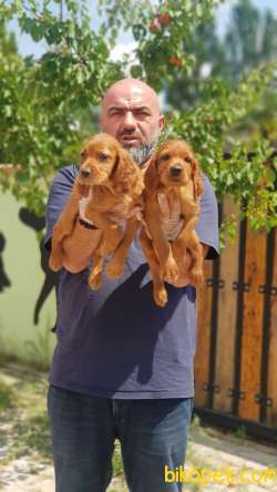 MÜKEMMEL KALİTEDE İRLANDA SETTER YAVRULAR 5
