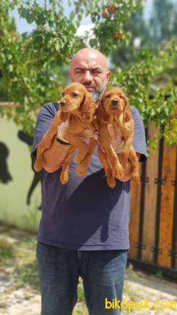 MÜKEMMEL KALİTEDE İRLANDA SETTER YAVRULAR 4