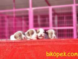 MÜKEMMEL KALİTEDE JACK RUSSELL TERRİER YAVRU 2