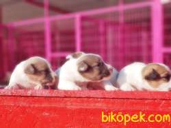 MÜKEMMEL KALİTEDE JACK RUSSELL TERRİER YAVRU 3