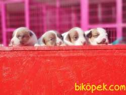 MÜKEMMEL KALİTEDE JACK RUSSELL TERRİER YAVRU 5
