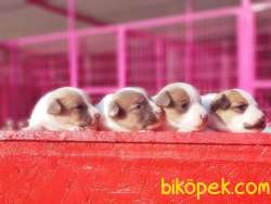 MÜKEMMEL KALİTEDE JACK RUSSELL TERRİER YAVRU 4