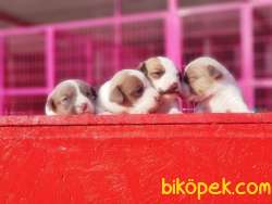 MÜKEMMEL KALİTEDE JACK RUSSELL TERRİER YAVRU 1