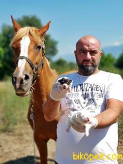 MÜKEMMEL KALİTEDE JACK RUSSELL TERRİER YAVRU 2