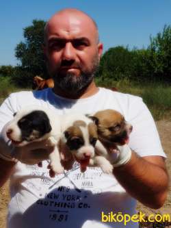 MÜKEMMEL KALİTEDE JACK RUSSELL TERRİER YAVRU 3