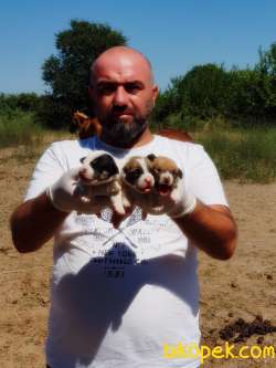 MÜKEMMEL KALİTEDE JACK RUSSELL TERRİER YAVRU 1
