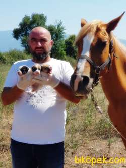 MÜKEMMEL KALİTEDE JACK RUSSELL TERRİER YAVRU 5