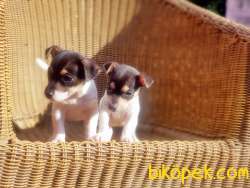 MÜKEMMEL KALİTEDE JACK RUSSELL TERRİER YAVRULAR 2