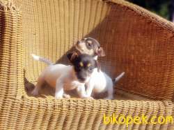 MÜKEMMEL KALİTEDE JACK RUSSELL TERRİER YAVRULAR 3
