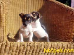 MÜKEMMEL KALİTEDE JACK RUSSELL TERRİER YAVRULAR 5