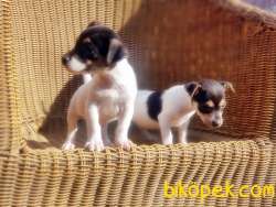 MÜKEMMEL KALİTEDE JACK RUSSELL TERRİER YAVRULAR 4