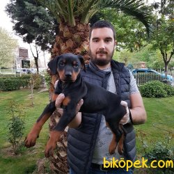 MÜKEMMEL KALİTEDE KİNG DOBERMAN YAVRULARI 2