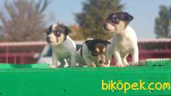 MÜKEMMEL KALİTEDE KISA BACAK JACK RUSSELL TERRİER YAVRULAR 2