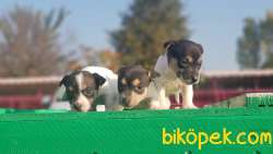 MÜKEMMEL KALİTEDE KISA BACAK JACK RUSSELL TERRİER YAVRULAR 4