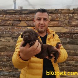 Mükemmel Kalitede Labrador Yavrular 2