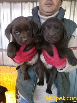 Mükemmel Kalitede Labrador Yavrular 3