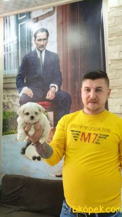 Mükemmel Kalitede Maltese Terier Yavrularımız 3
