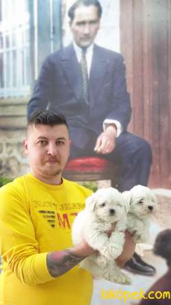 Mükemmel Kalitede Maltese Terier Yavrularımız 4