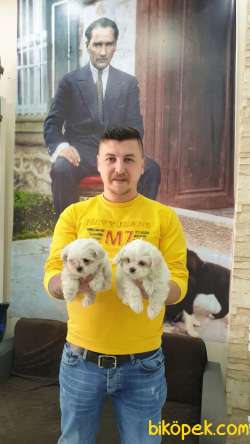 Mükemmel Kalitede Maltese Terier Yavrularımız 1