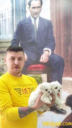 Mükemmel Kalitede Maltese Terier Yavrularımız 2
