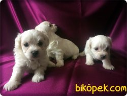 Mükemmel Kalitede Maltese Terrier 4