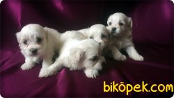 Mükemmel Kalitede Maltese Terrier 5