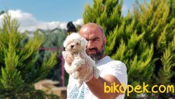 MÜKEMMEL KALİTEDE MALTESE TERRİER YAVRULAR 3