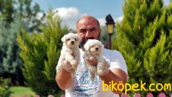 MÜKEMMEL KALİTEDE MALTESE TERRİER YAVRULAR 2