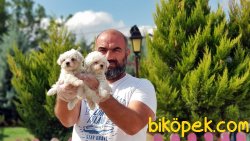 MÜKEMMEL KALİTEDE MALTESE TERRİER YAVRULAR 4