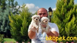 MÜKEMMEL KALİTEDE MALTESE TERRİER YAVRULAR 1