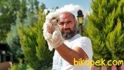 MÜKEMMEL KALİTEDE MALTESE TERRİER YAVRULAR 5