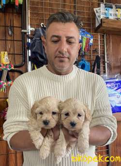 Mükemmel Kalitede Maltipoo Yavrularımız 2