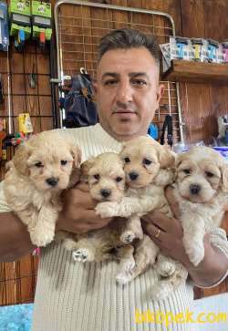 Mükemmel Kalitede Maltipoo Yavrularımız