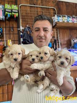 Mükemmel Kalitede Maltipoo Yavrularımız 2