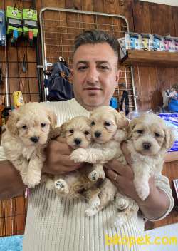 Mükemmel Kalitede Maltipoo Yavrularımız 3