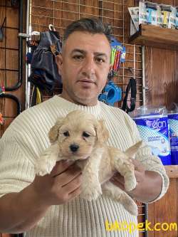 Mükemmel Kalitede Maltipoo Yavrularımız 3