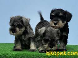 MÜKEMMEL KALİTEDE MİNYATÜR SCHNAUZER YAVRU 3
