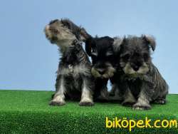 MÜKEMMEL KALİTEDE MİNYATÜR SCHNAUZER YAVRU 2