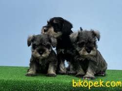 MÜKEMMEL KALİTEDE MİNYATÜR SCHNAUZER YAVRU 5