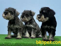 MÜKEMMEL KALİTEDE MİNYATÜR SCHNAUZER YAVRU 4