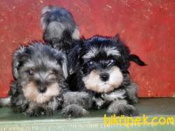 MÜKEMMEL KALİTEDE MİNYATÜR SCHNAUZER YAVRULAR 4
